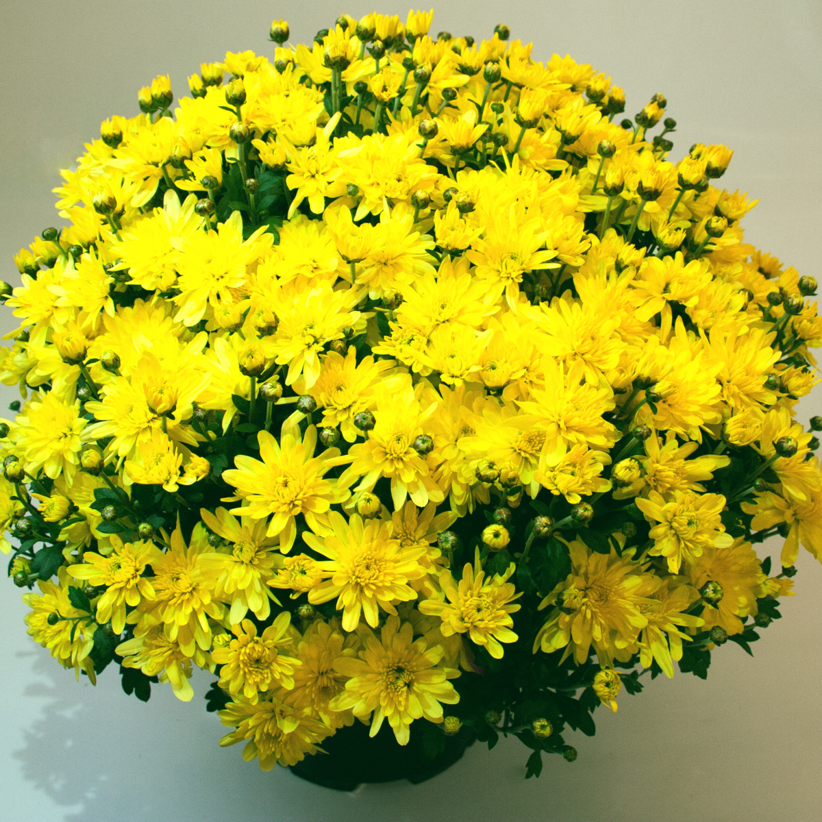 Bransound Yellow