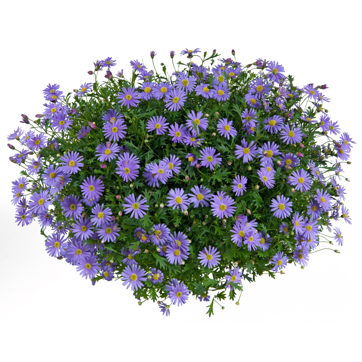 Brasco™ Violet