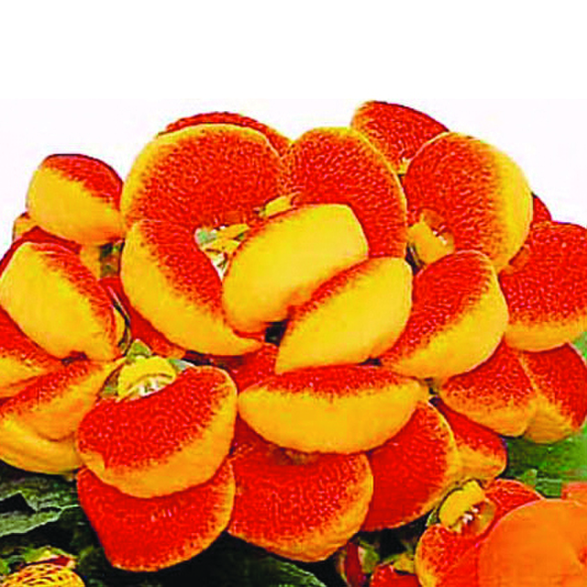 Calceolaria herbeohybrida Dainty Red & Yellow