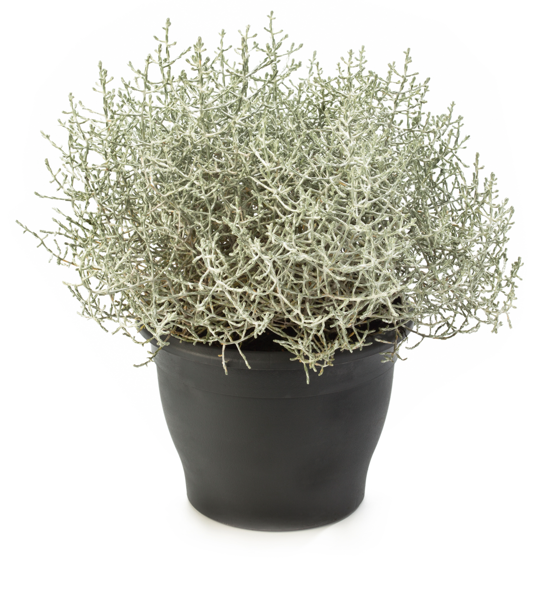 Calocephalus brownii Silver Star