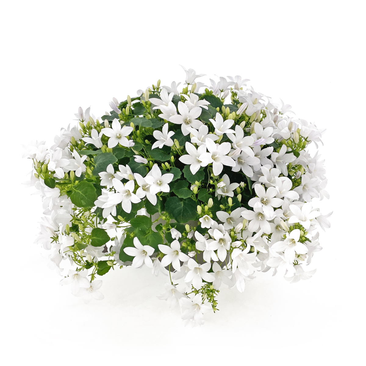 Campala® GWEN (CMPT 1698)