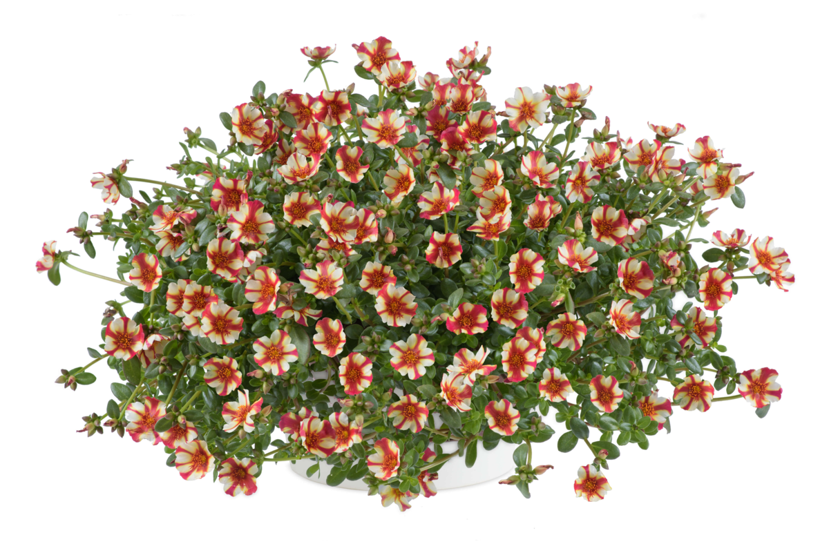 Campino™ Cherry