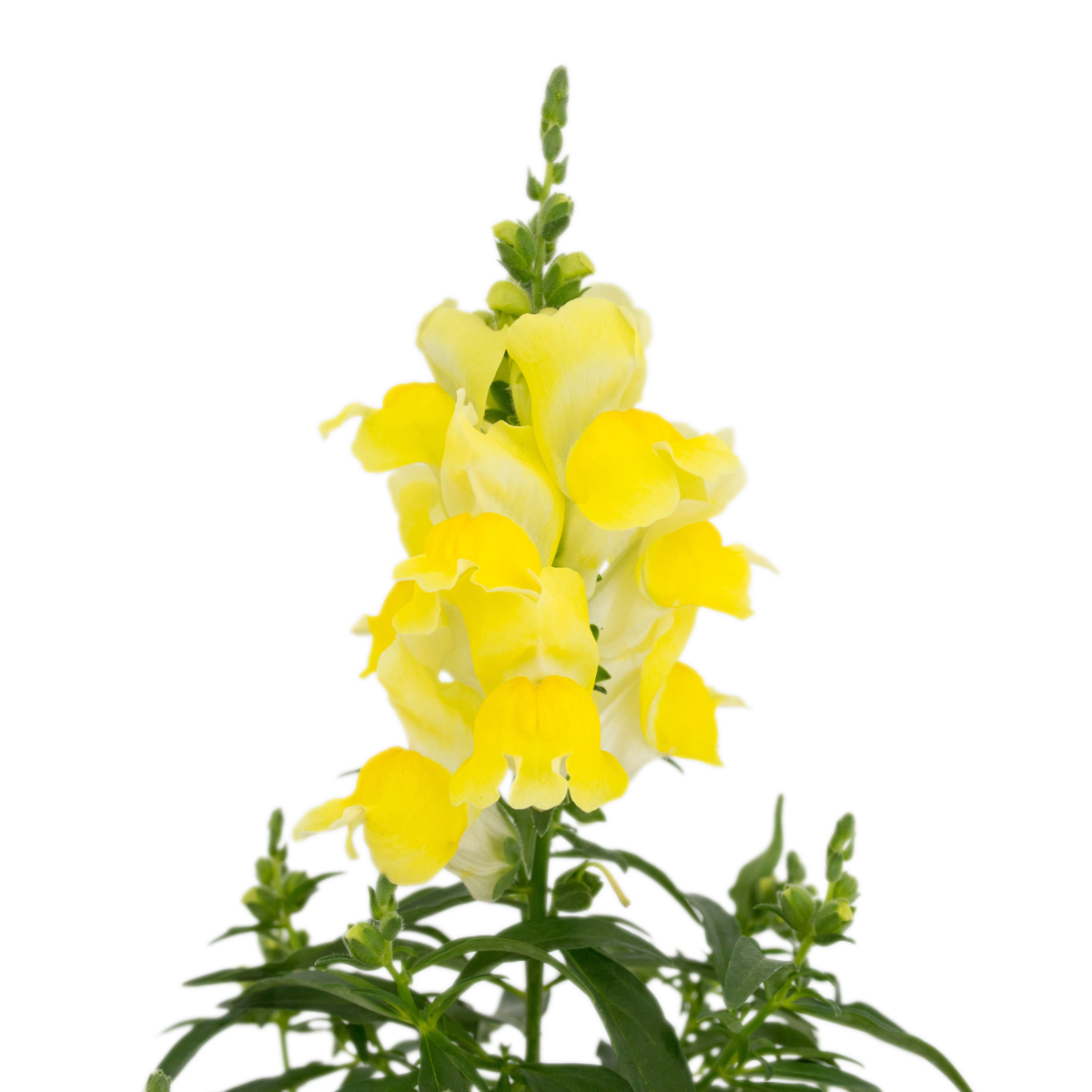 Candy Tops Yellow