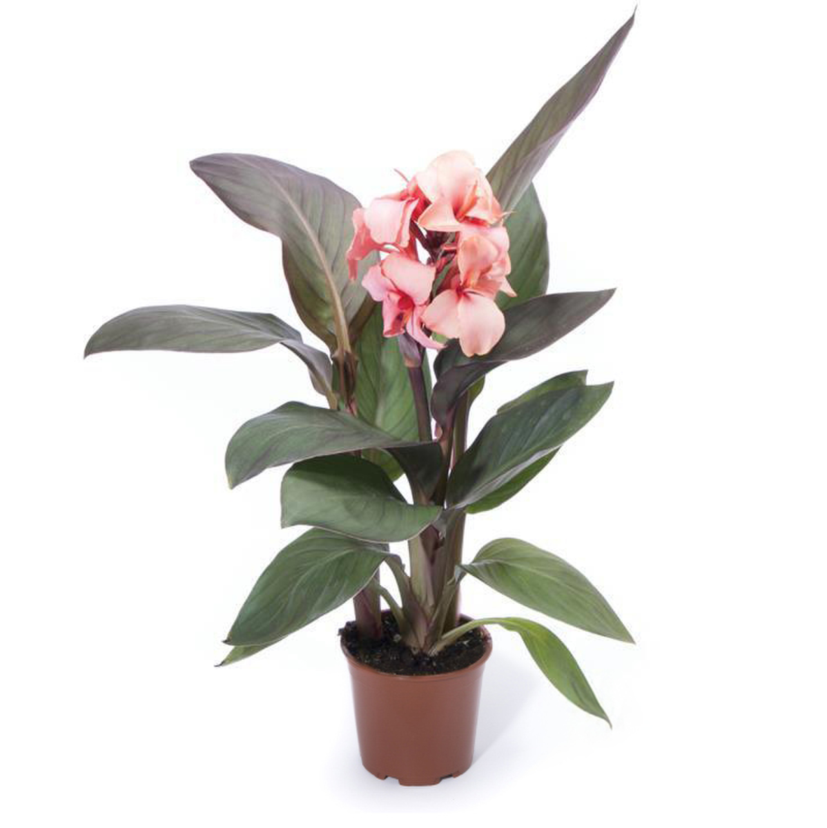 Cannova® Bronze Peach
