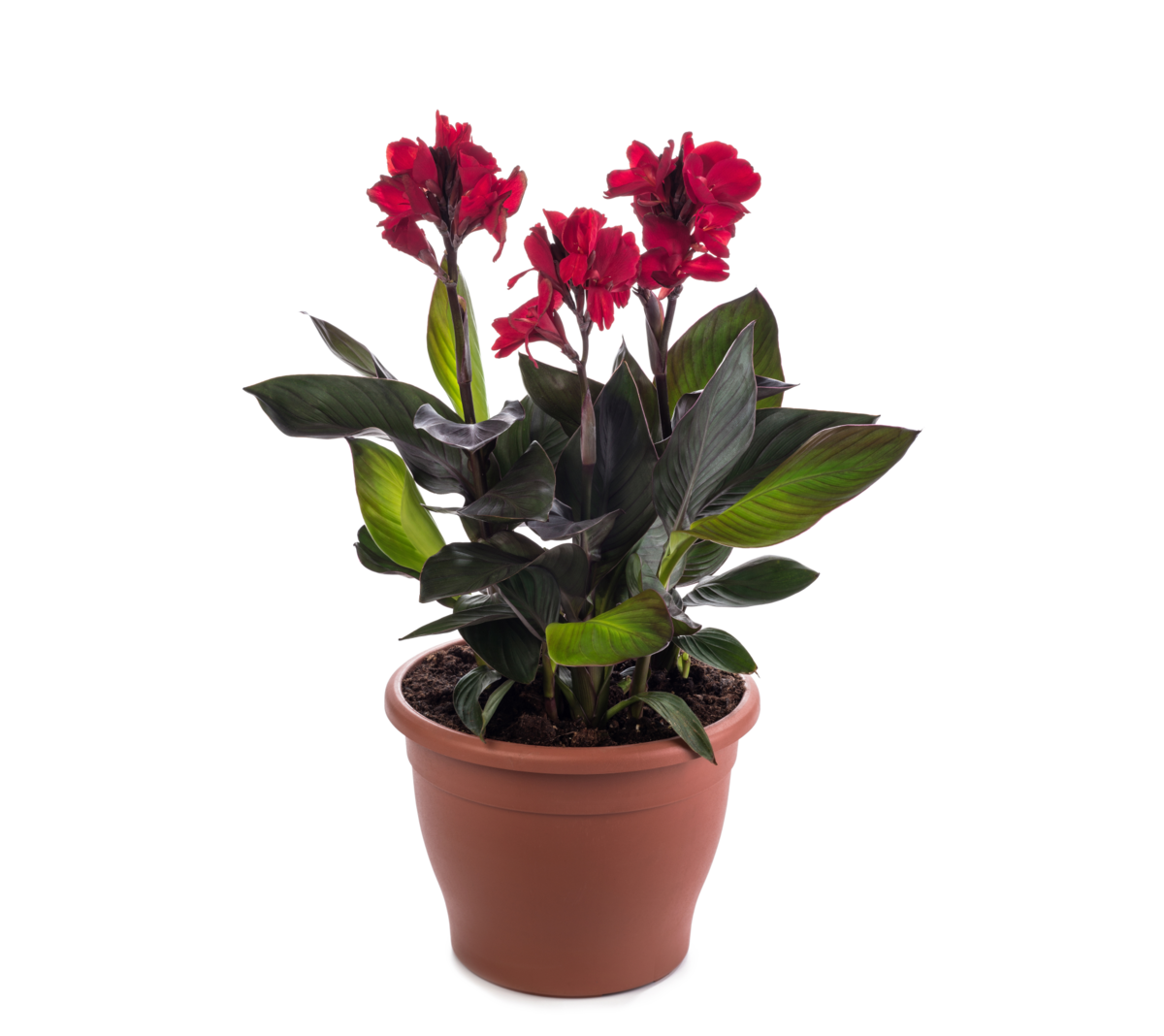 Cannova® Scarlet Bronze Leaf