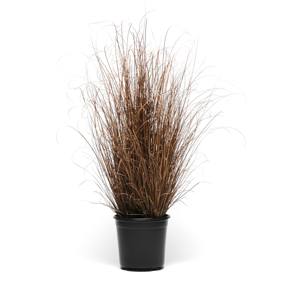 Carex buchananii Red Rooster