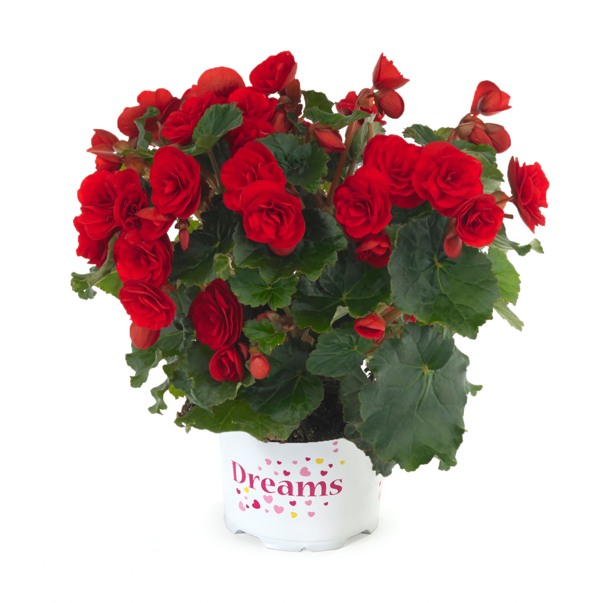 BK Collection Carmen Red