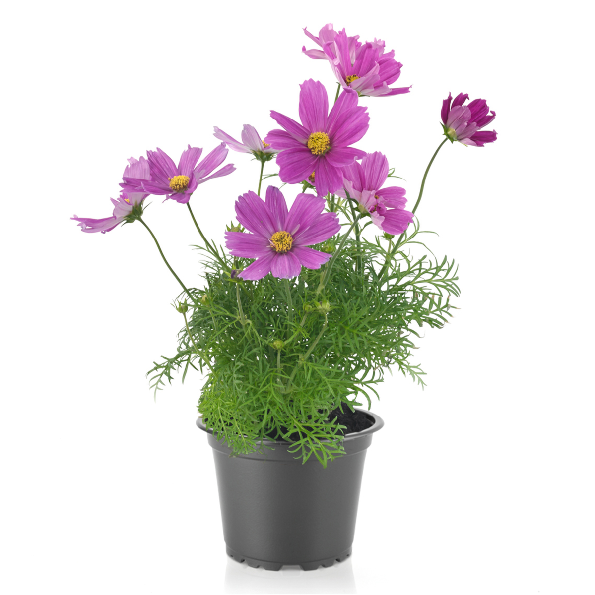 Casanova Violet
