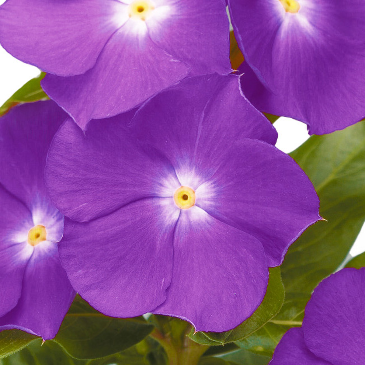 Catharanthus rosea Sunjewels Blueberry Shades