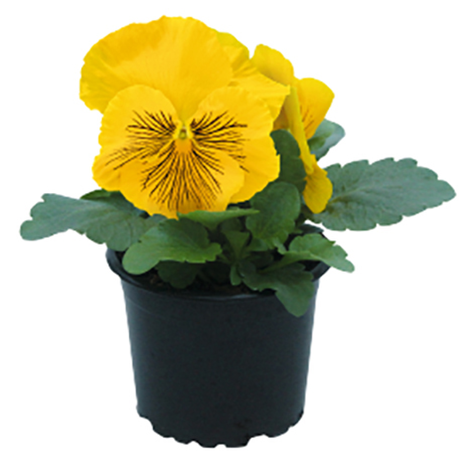 Cats® Plus Yellow