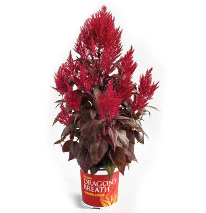 Celosia argentea Red