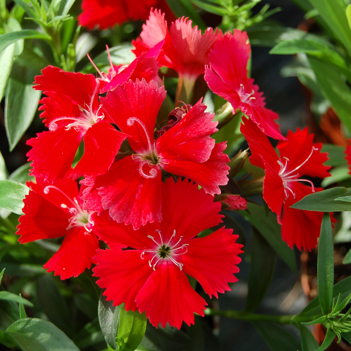 Chiba Scarlet