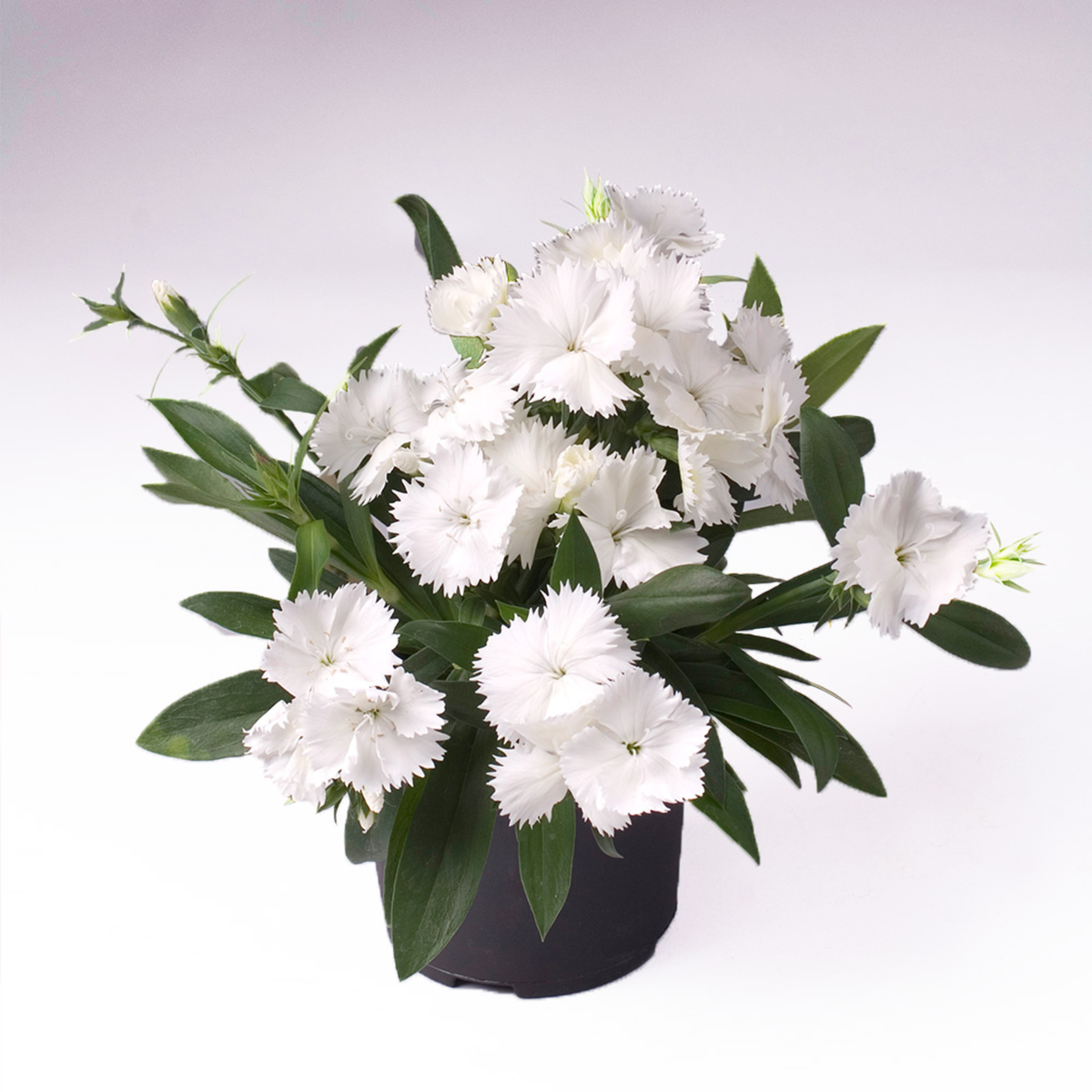 Chiba White