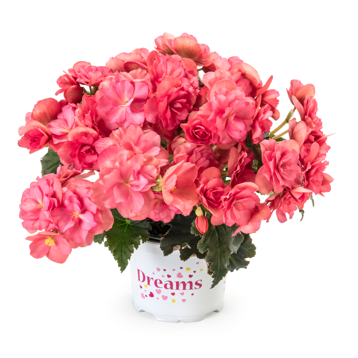 BK Collection Chloe Coral Pink