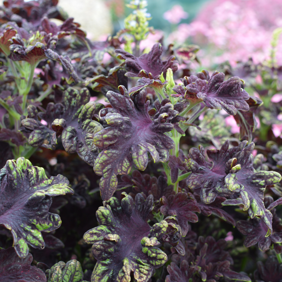 Coleus scutellarioides Black Dragon