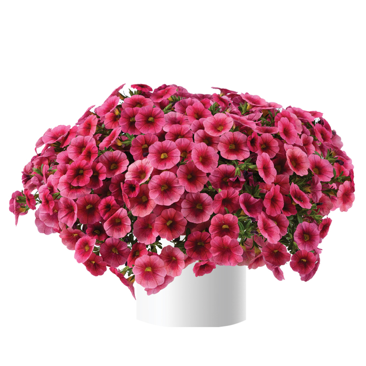 Colibri™ Malibu Pink