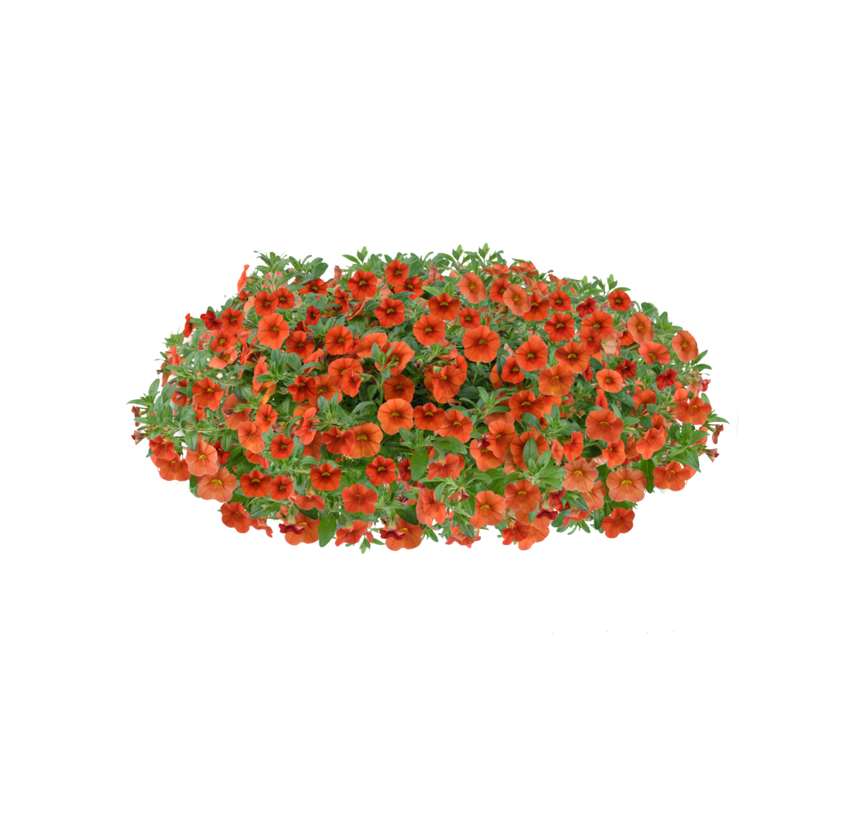 Colibri™ Orange