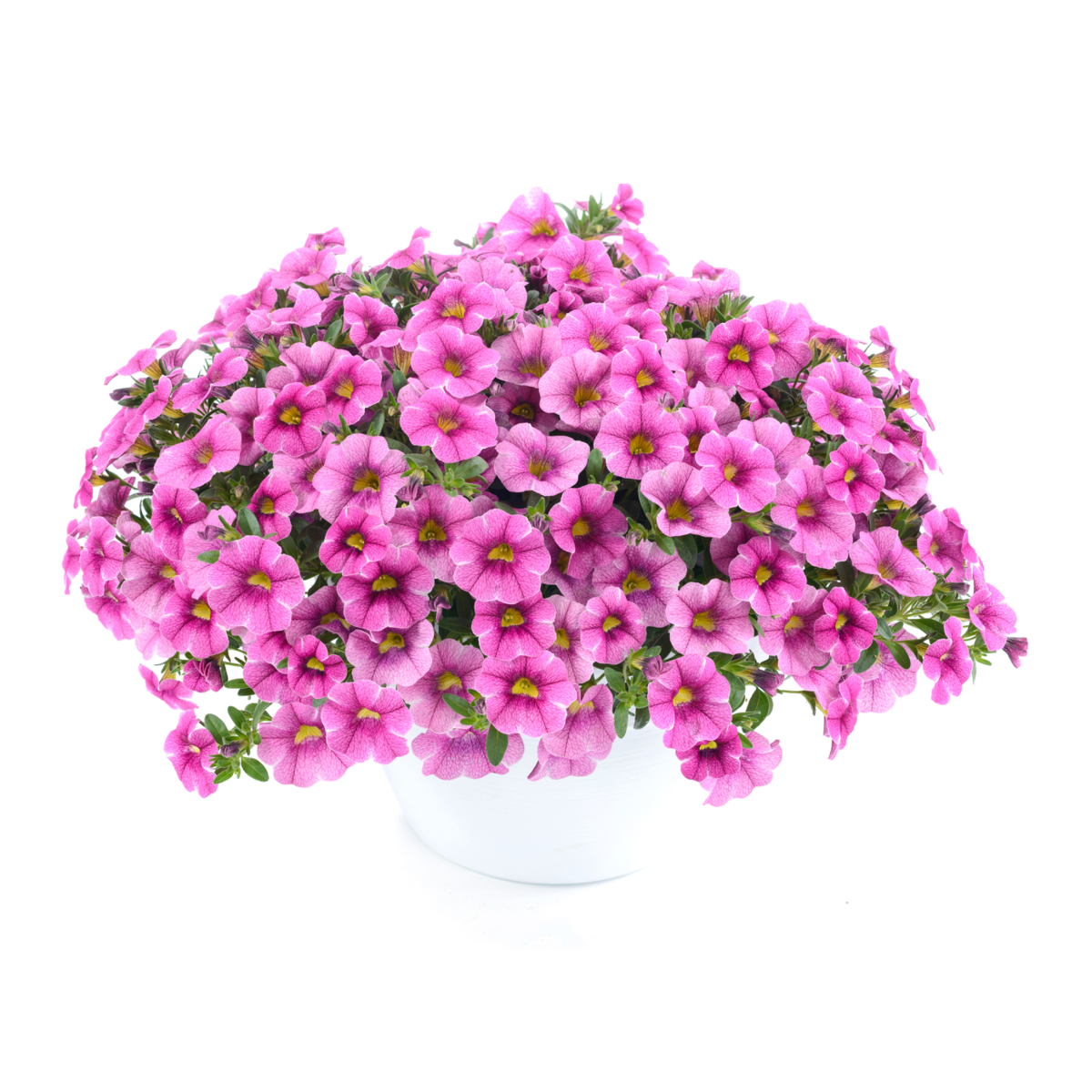 Colibri™ Pink Lace
