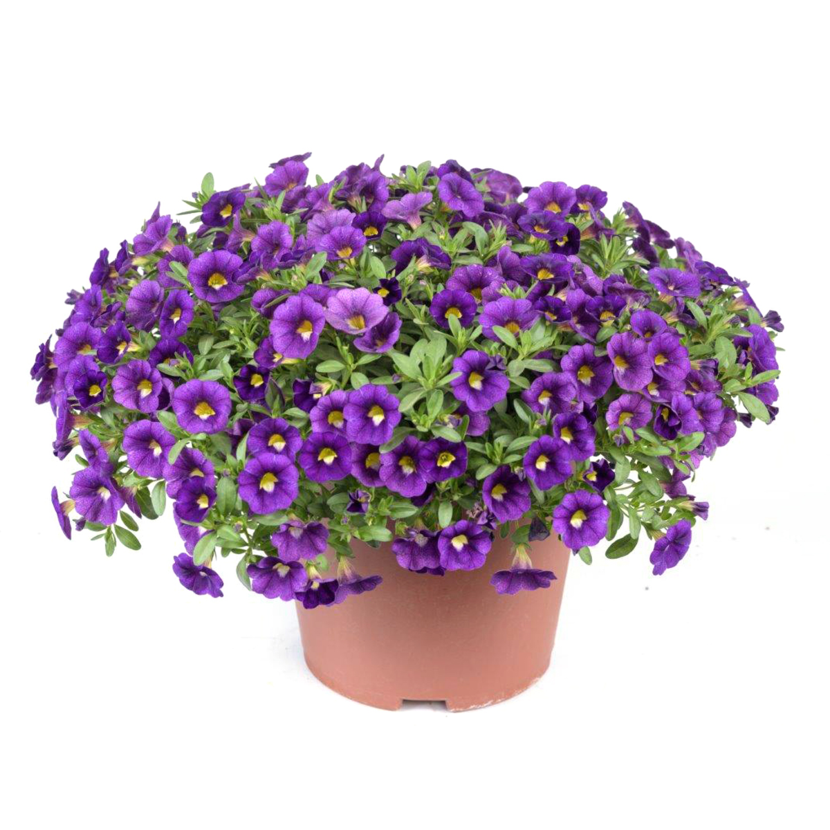 Colibri™ Plum