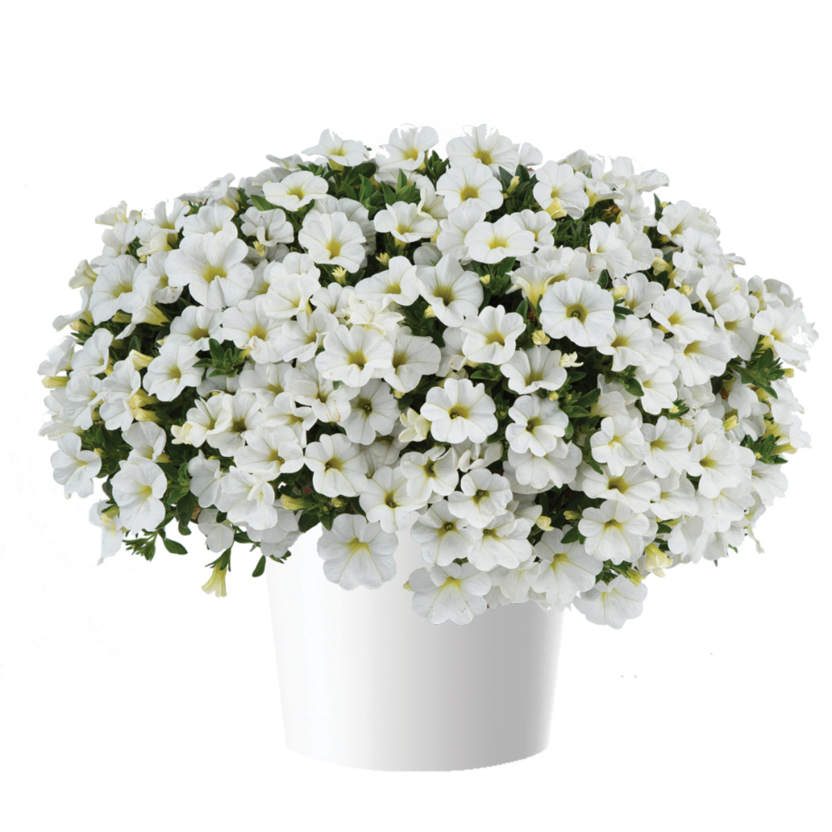 Colibri™ Pure White