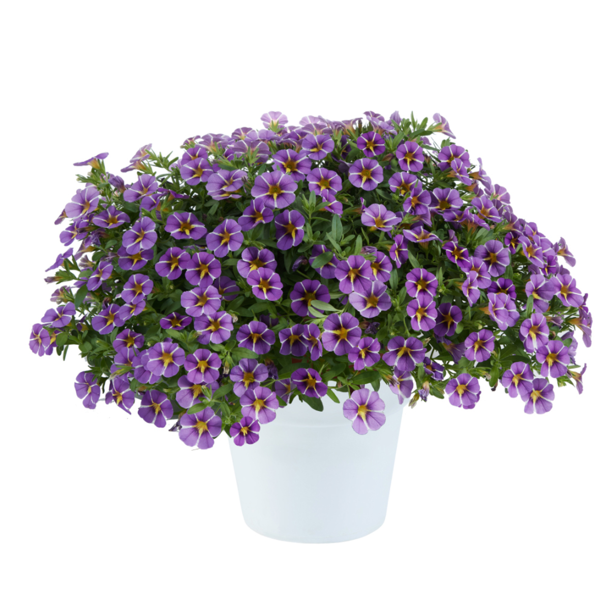 Colibri™ Purple Bling