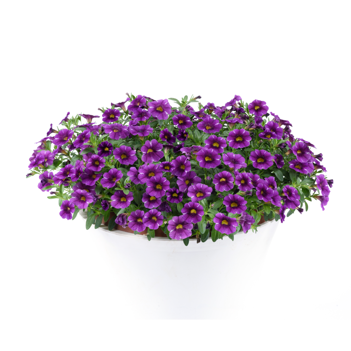 Colibri™ Purple Lace