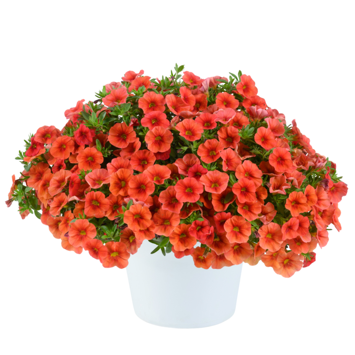 Colibri™ Tangerine