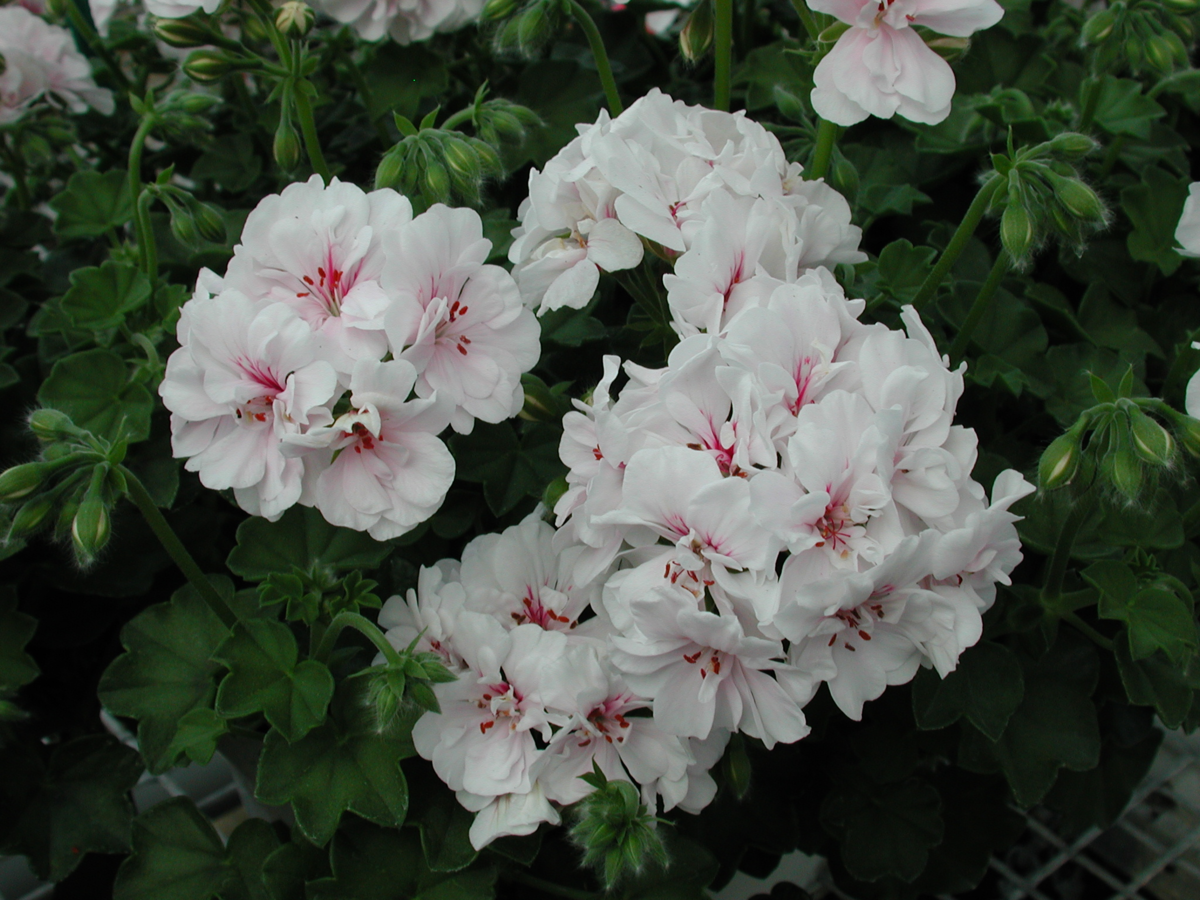 Compact Line (peltatum) Blanche Roche