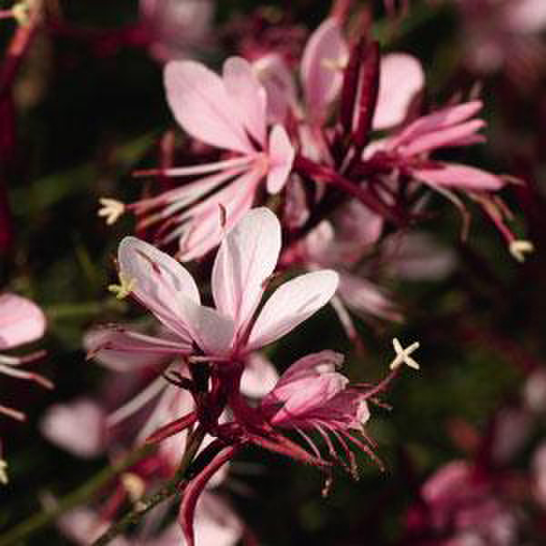 Compact Pink