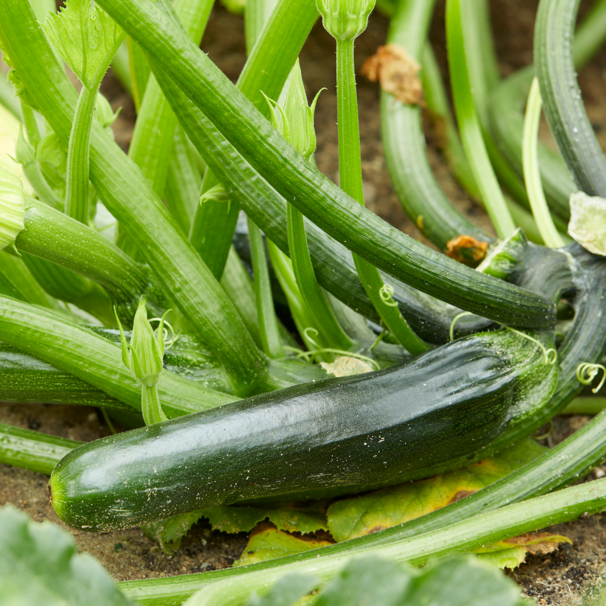 Courgette Partenon F1