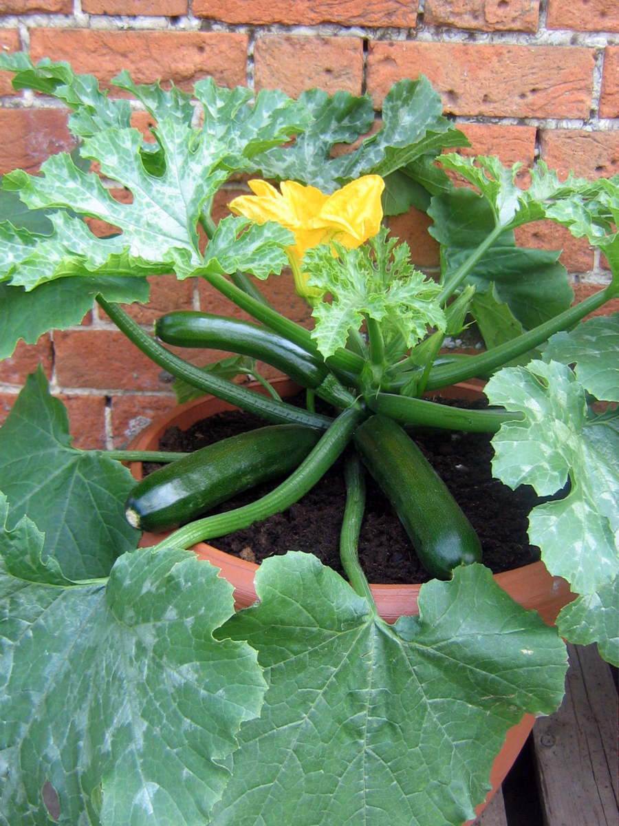 Courgette Patio Star