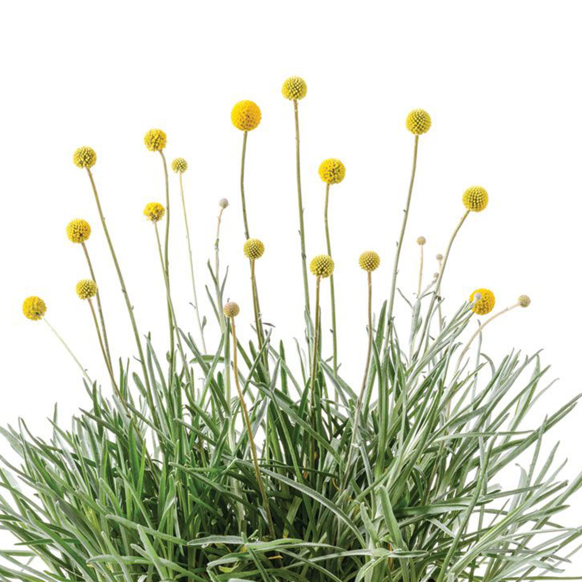 Craspedia globosa Golf Beauty Impr.