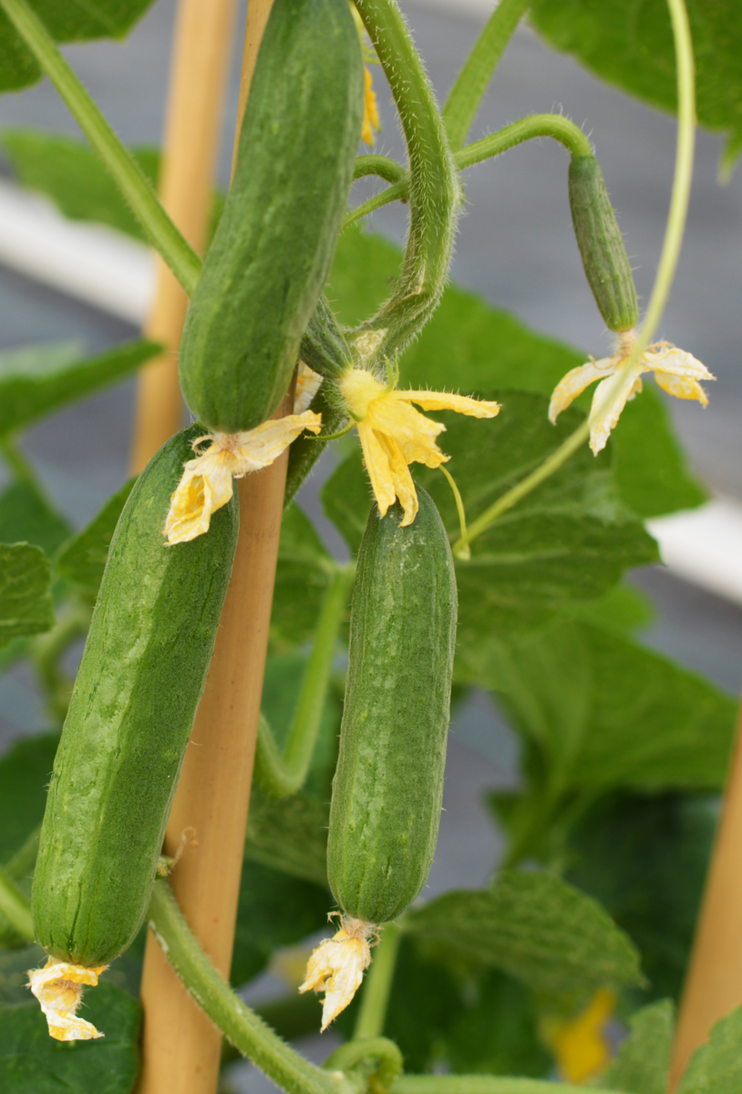 Cucumber Cucko