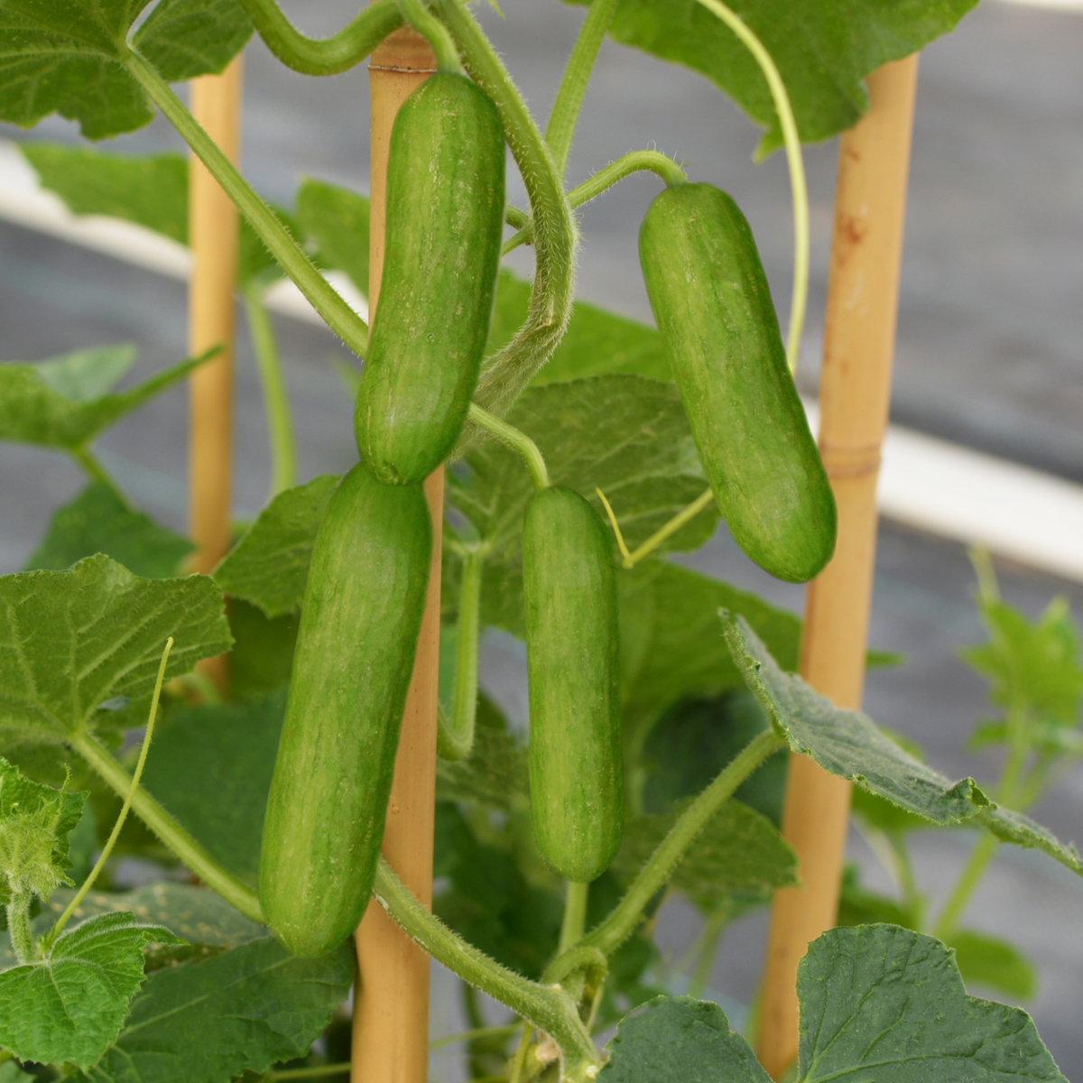 Cucumber Cucko