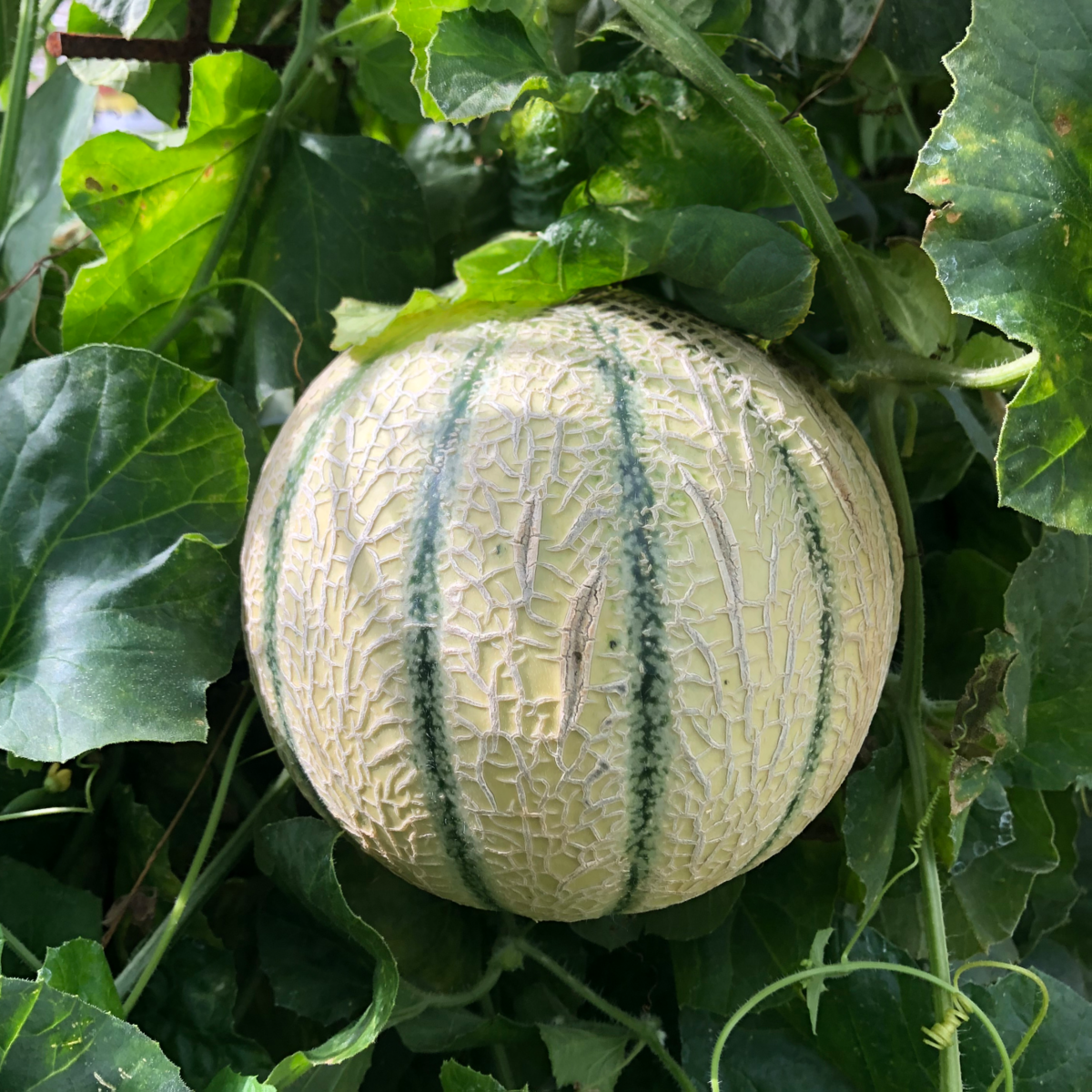 Cucumis Melon Funambul