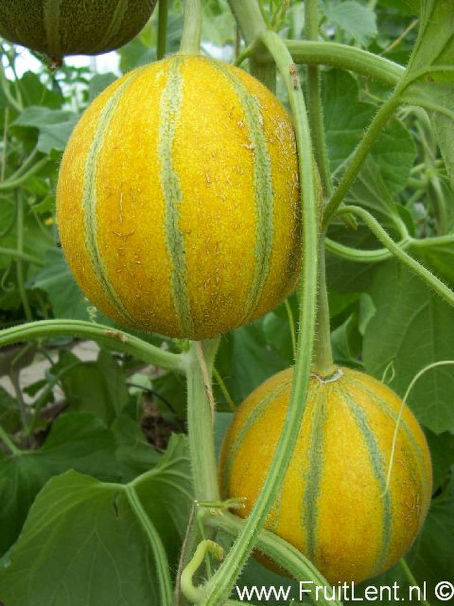 Cucumis Melon Haon
