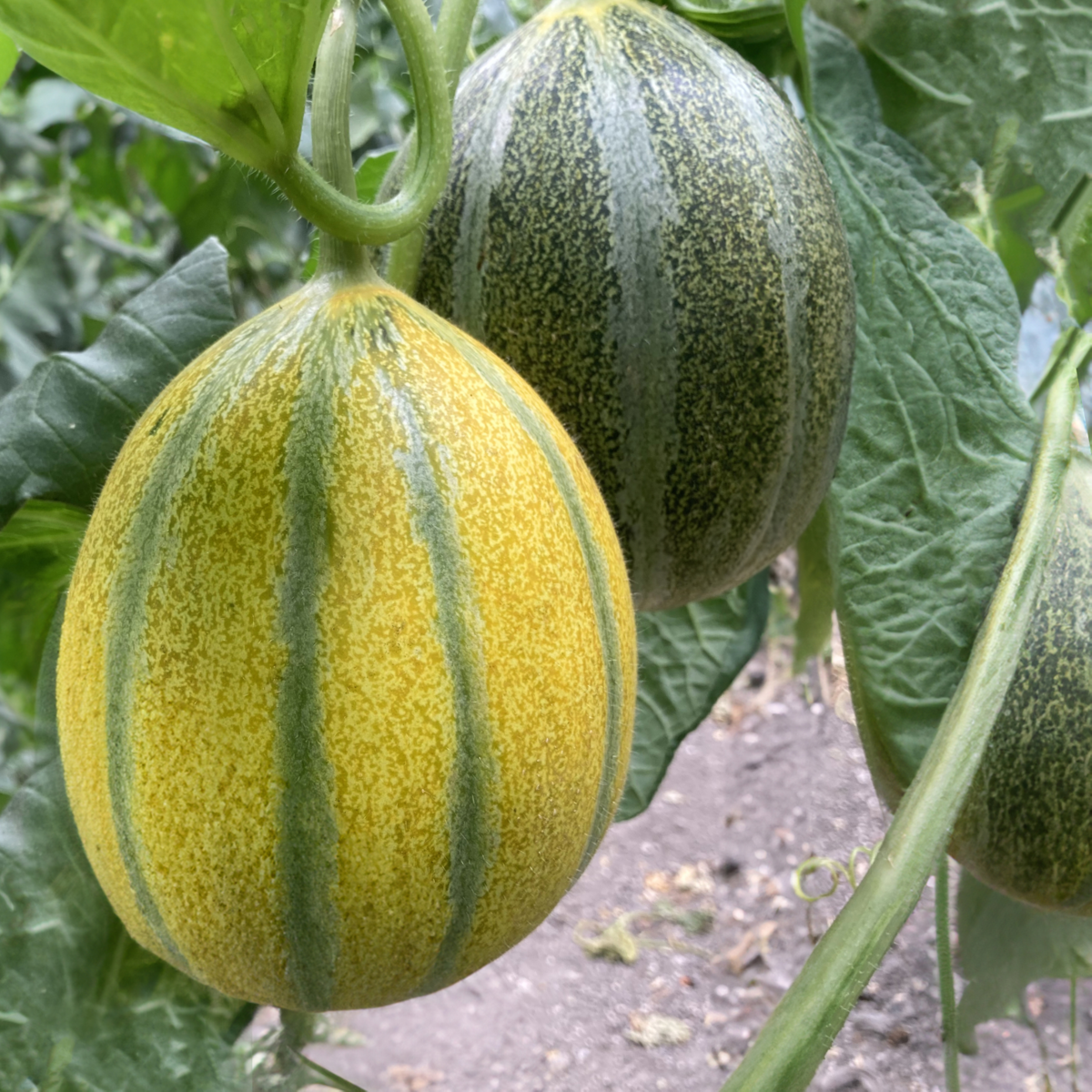 Cucumis Melon Haon