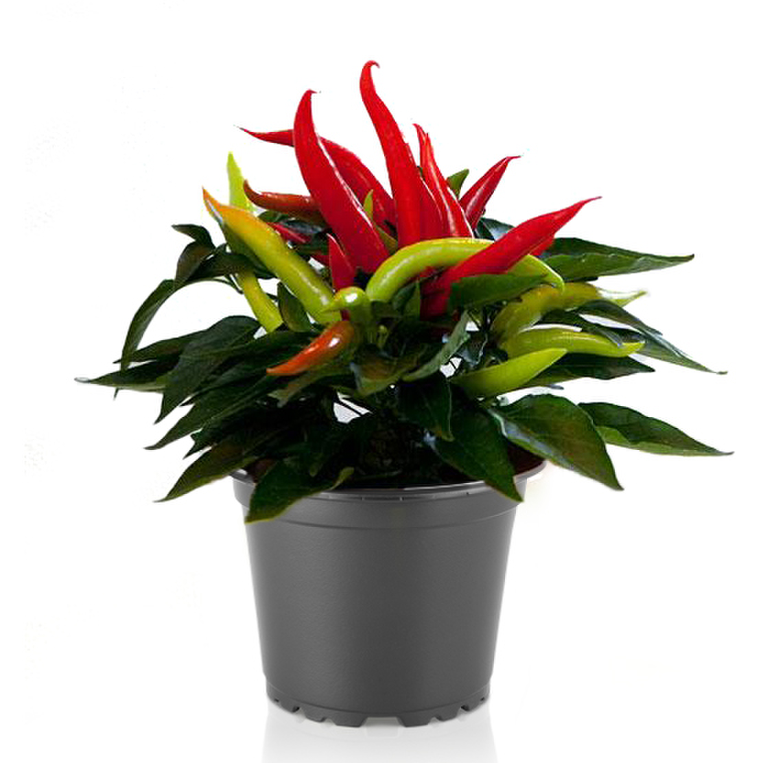Cupala Cupala Red