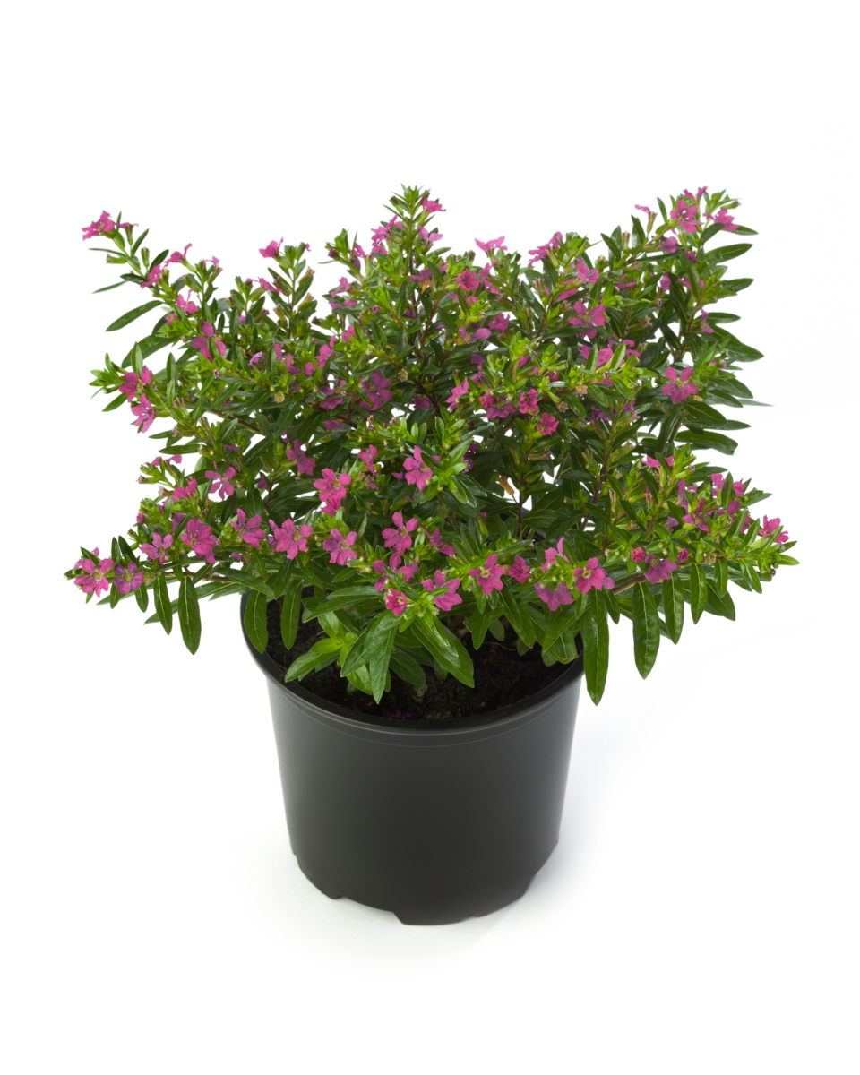 Cuphea hyssopifolia Purple