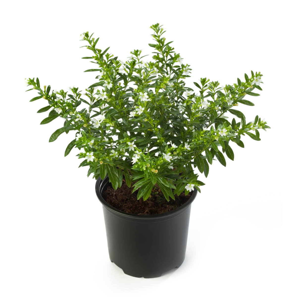 Cuphea hyssopifolia White