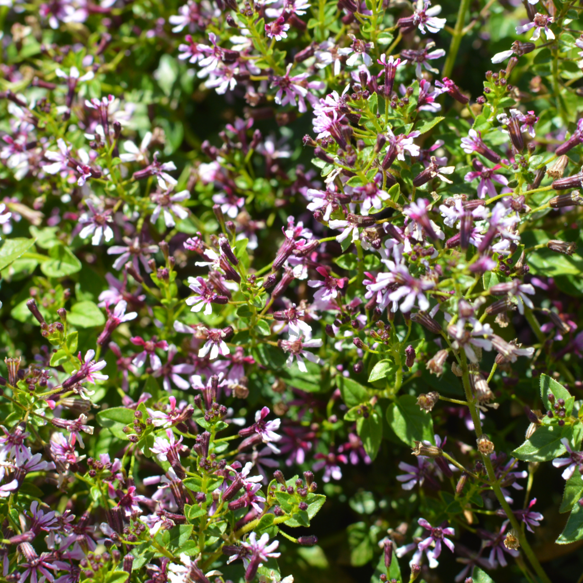 Cuphea ramosissima Pink Shimmer