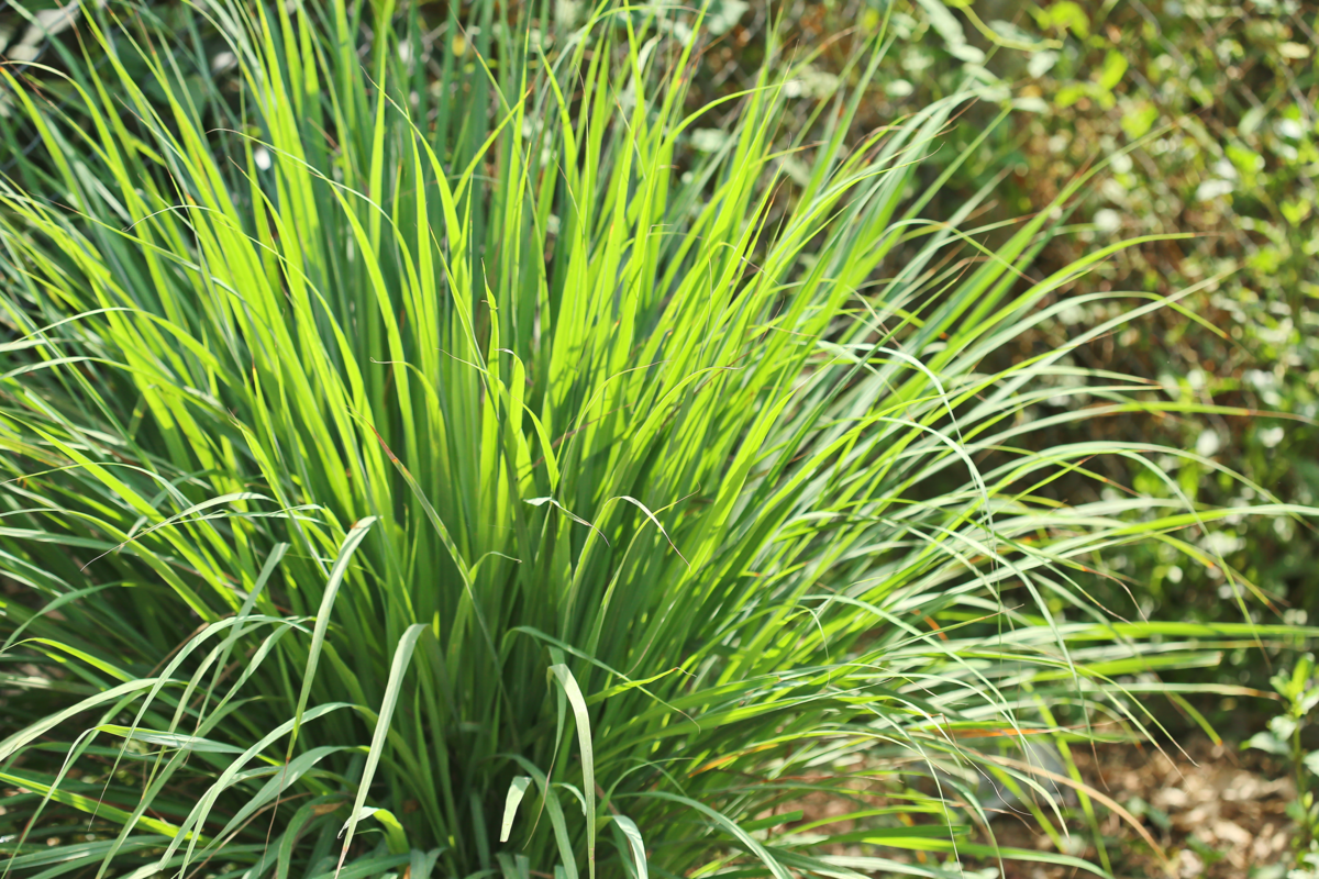 Cymbopogon Lemon Grass