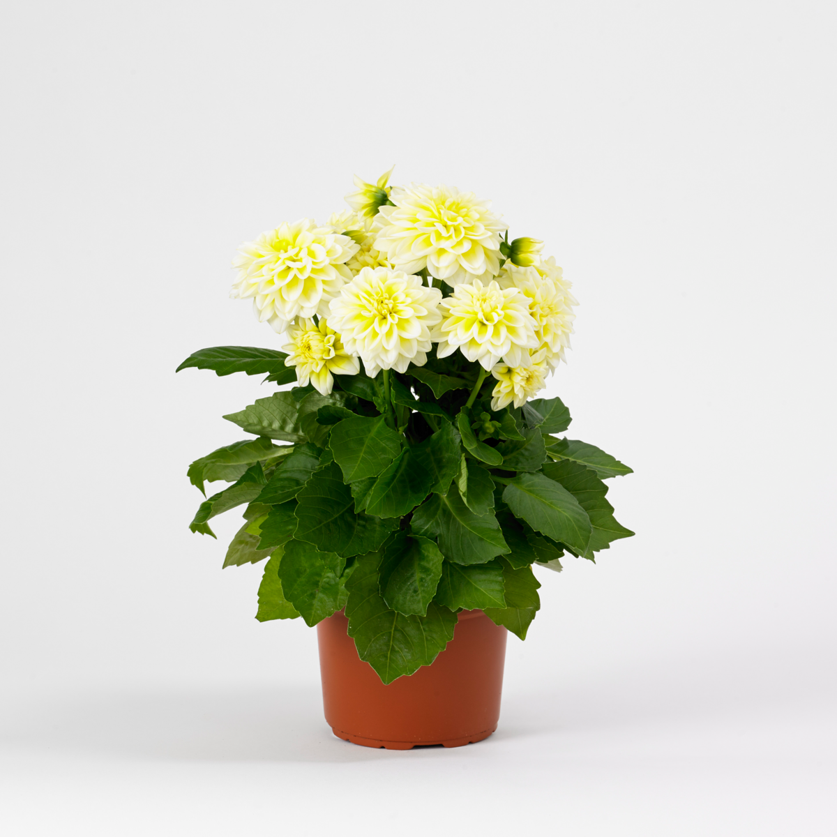 Dahlietta Select® Shirley