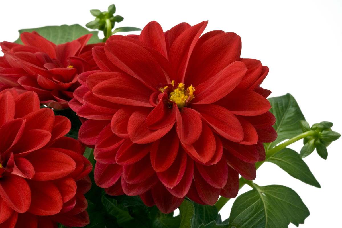 Dahlietta Select® Tessy