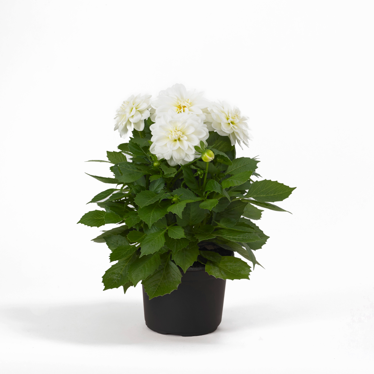 Dahlietta Select® Whitney
