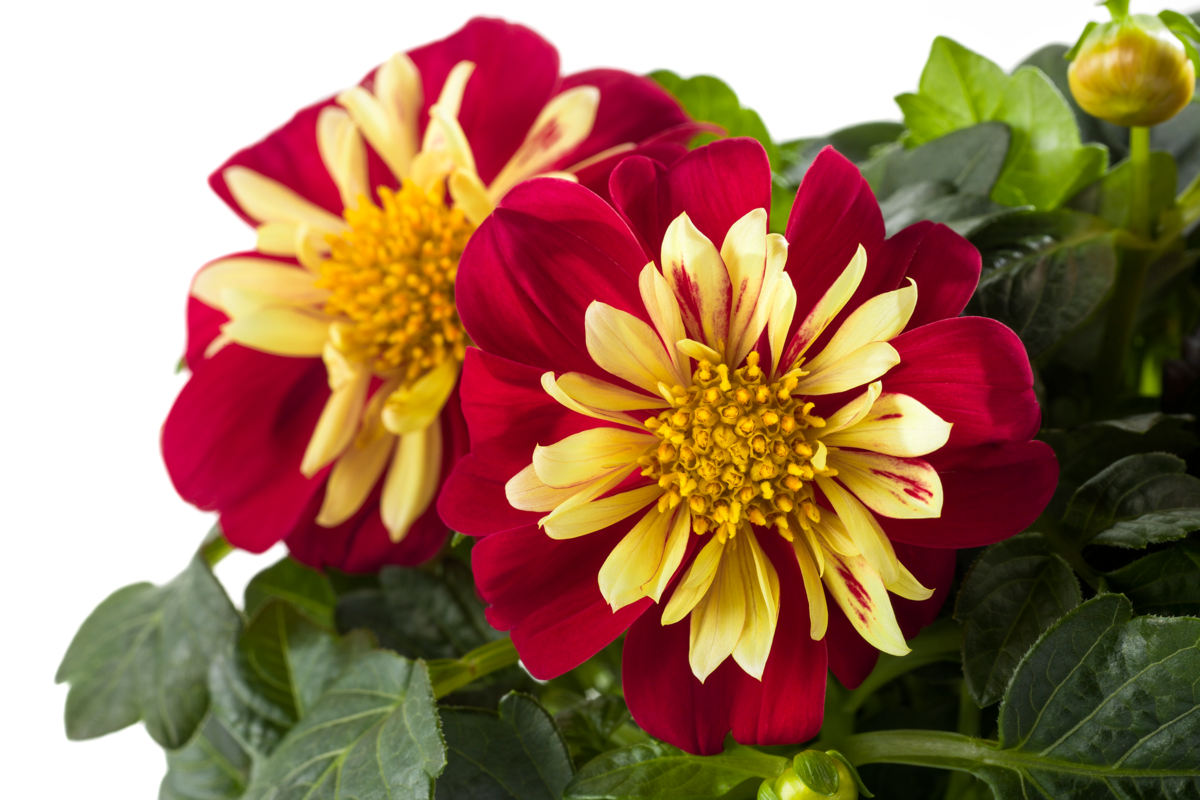 Dahlietta Surprise® Cindy