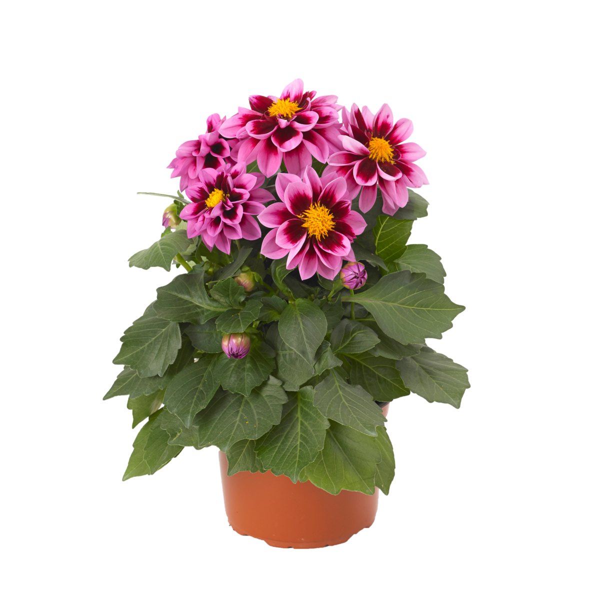 Dahlietta Surprise® Demi