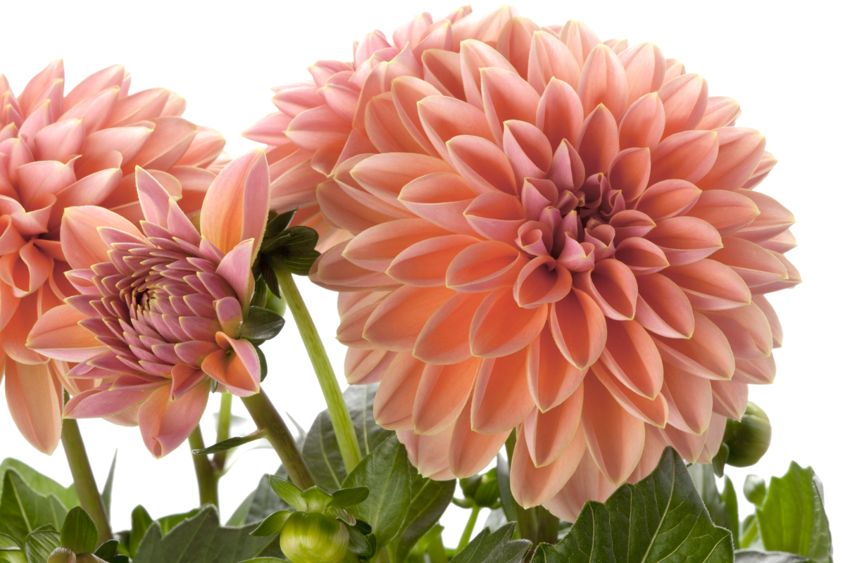 Dahlietta Surprise® Lily