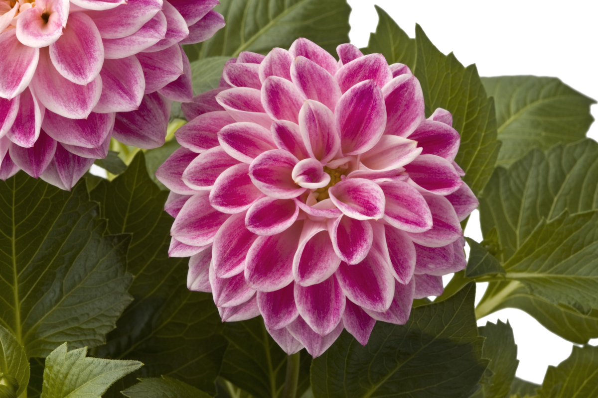 Dahlietta Surprise® Louise