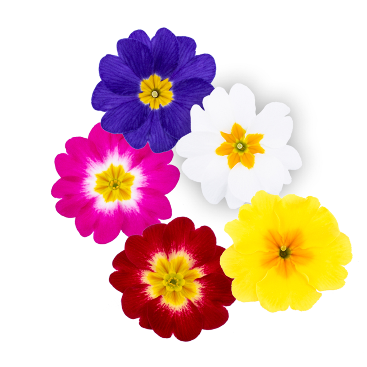 Dania All Colour Mix